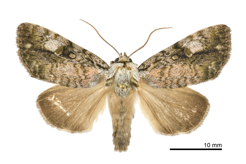 Anacronicta horishana Male